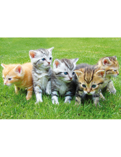 DK Blanco Foto Kätzchen