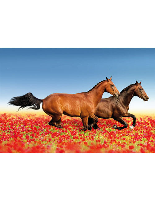 DK Blanco Foto Pferde