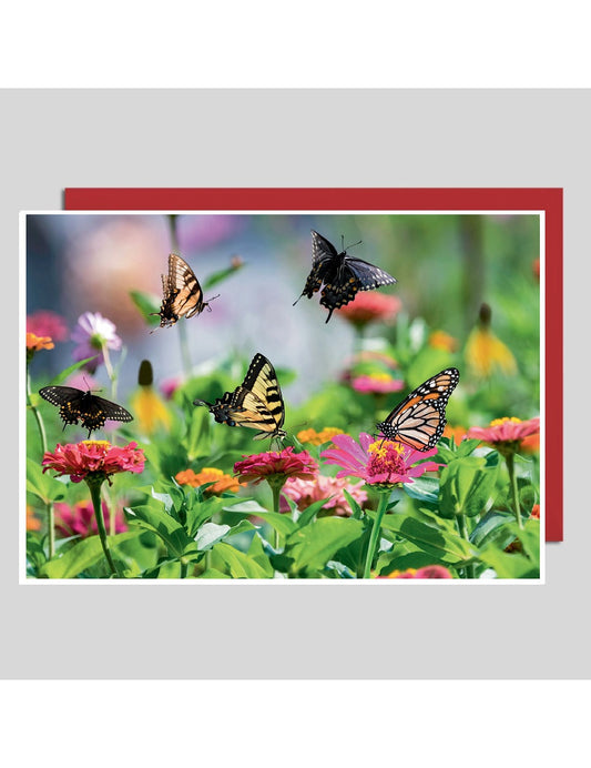 Doppelkarte. Fotokarte Schmetterlinge / blanko