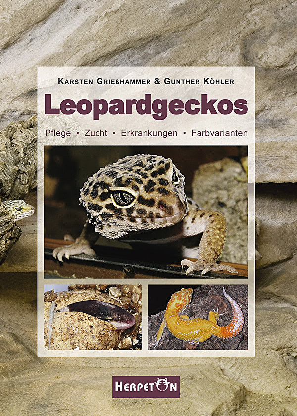 Leopardgeckos (Karsten Grießhammer)