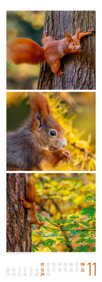 Triplet-Kalender 2026 "Tierwelten" (24 x 66 cm)