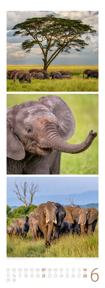Triplet-Kalender 2026 "Tierwelten" (24 x 66 cm)