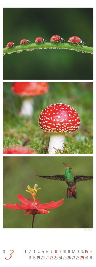 Triplets Kalender 2026  "Colours of Nature" ( 25 × 69 cm)