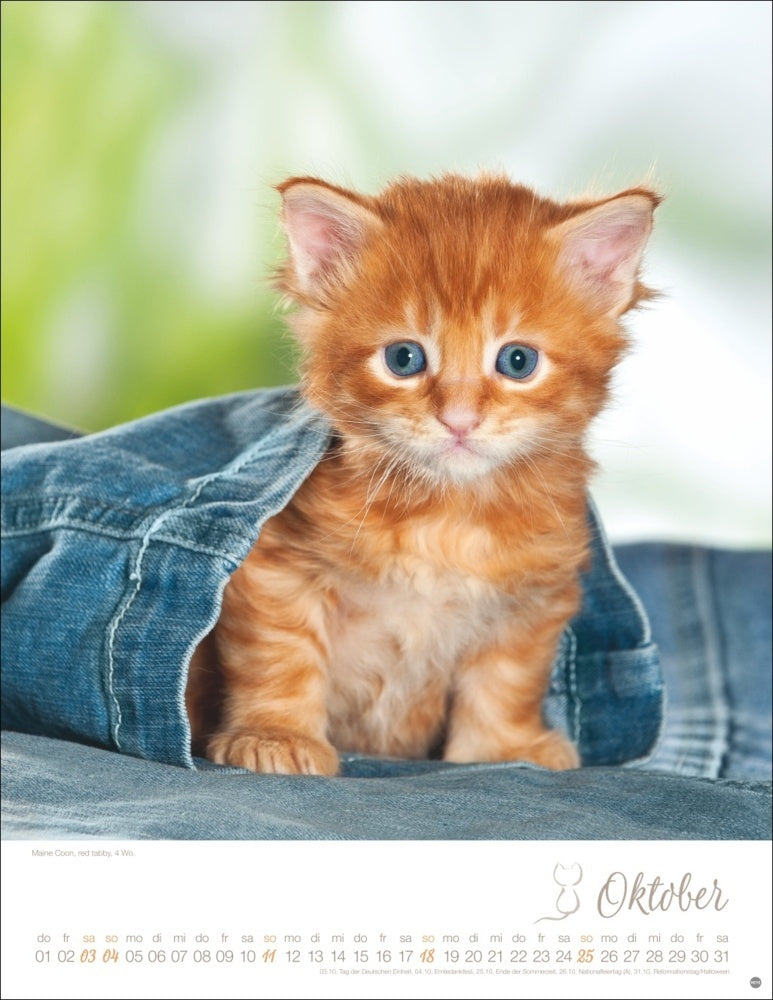 Posterkalender 2026 "Katzenkinder" (34 x 44 cm)