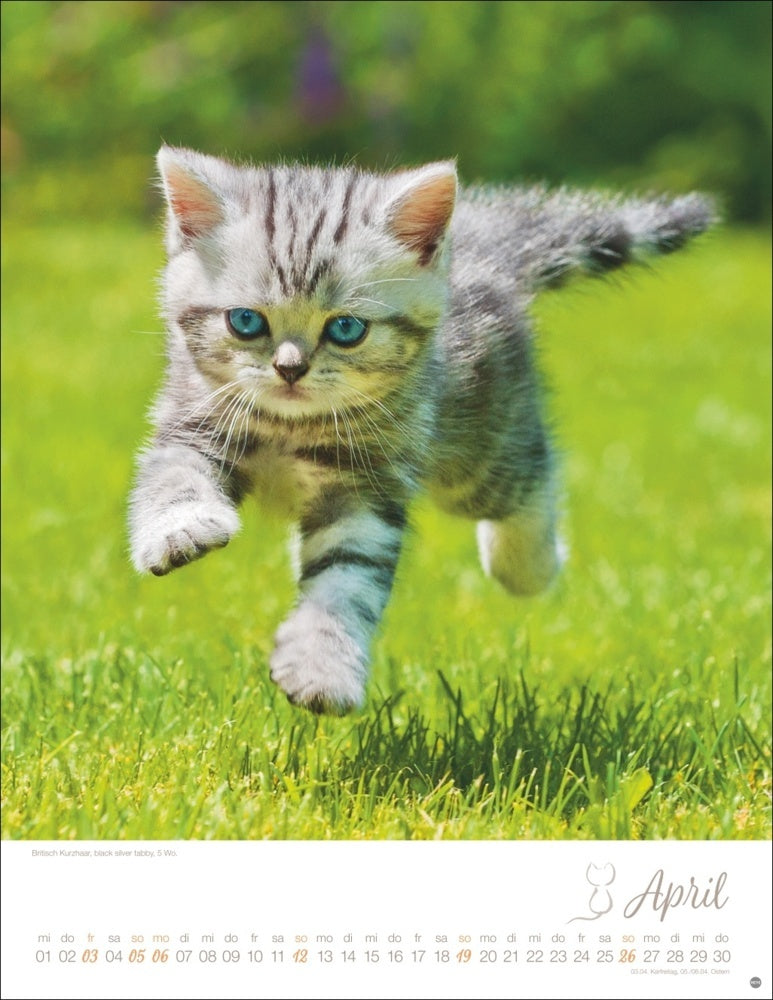 Posterkalender 2026 "Katzenkinder" (34 x 44 cm)