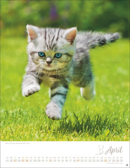 Posterkalender 2026 "Katzenkinder" (34 x 44 cm)