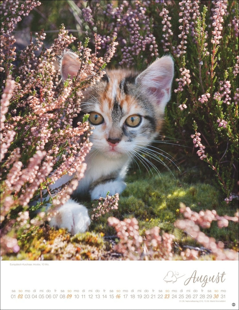 Posterkalender 2026 "Katzenkinder" (34 x 44 cm)