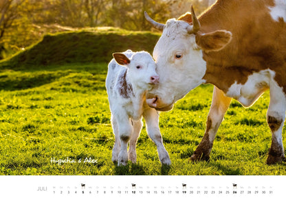 Wandkalender 2026 "Kühe" (47.5 x 33 cm)