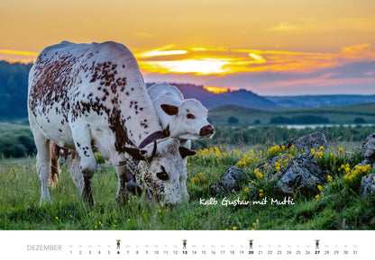Wandkalender 2026 "Kühe" (47.5 x 33 cm)