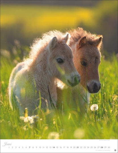 Posterkalender 2026 "Pferde" (44 x 34 cm)