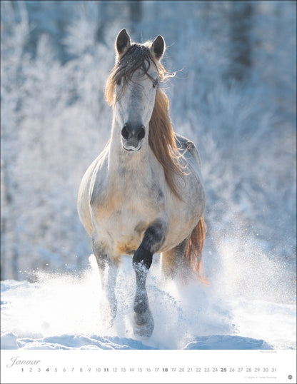 Posterkalender 2026 "Pferde" (44 x 34 cm)