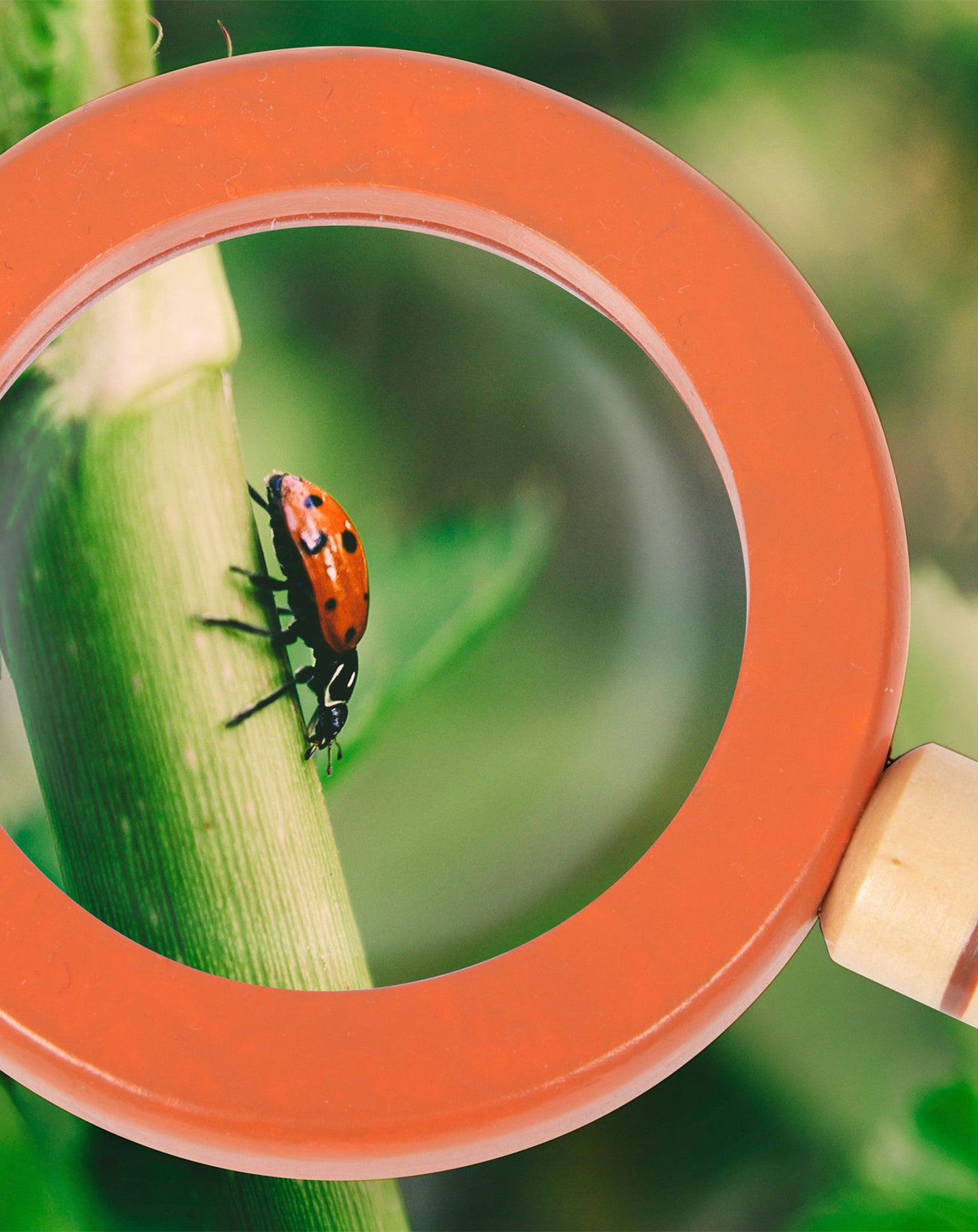 Entdeckergürtel DISCOVER 10-teilig