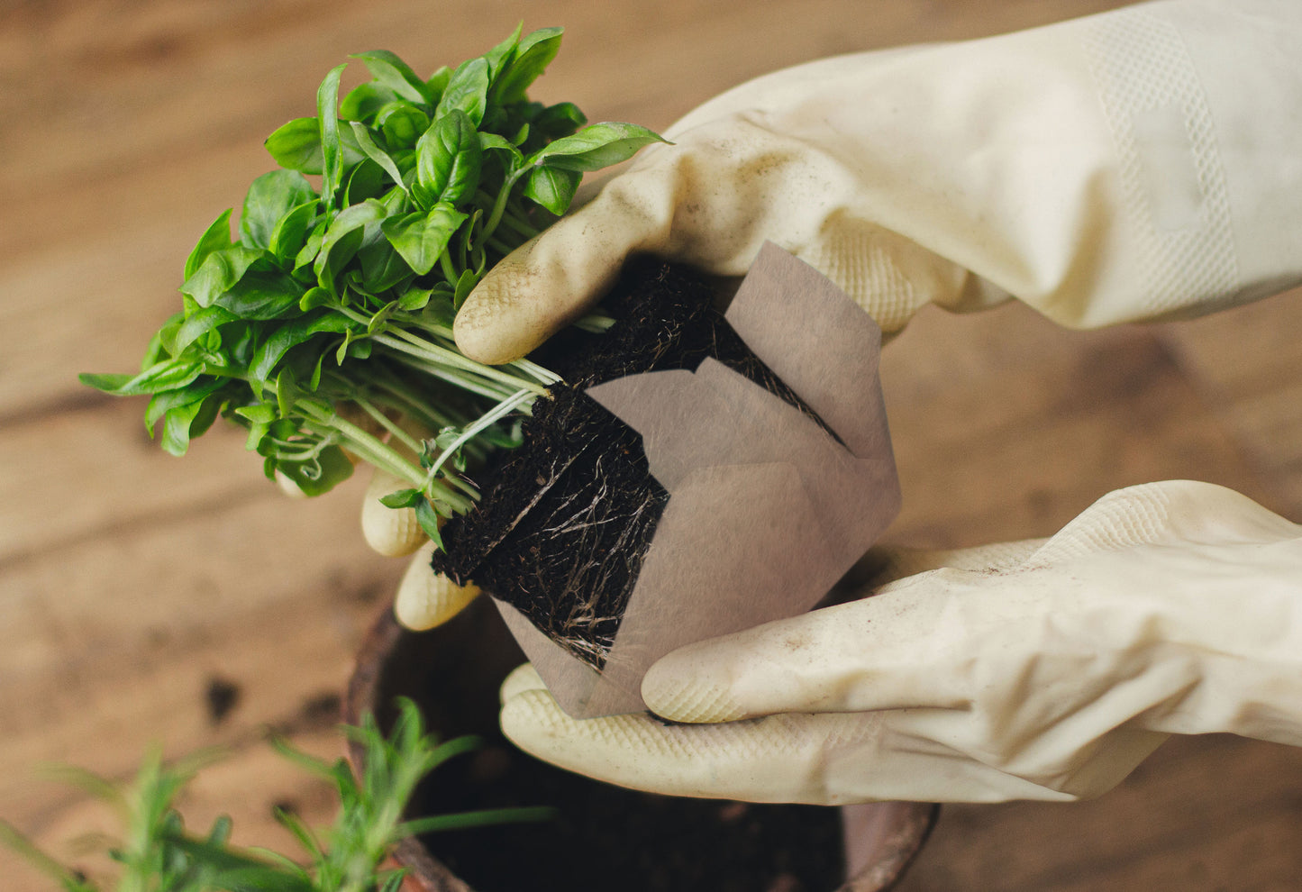 Blattgold Düngertuch 12er-Set 5g Sachet