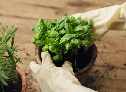 Blattgold Düngertuch 12er-Set 5g Sachet