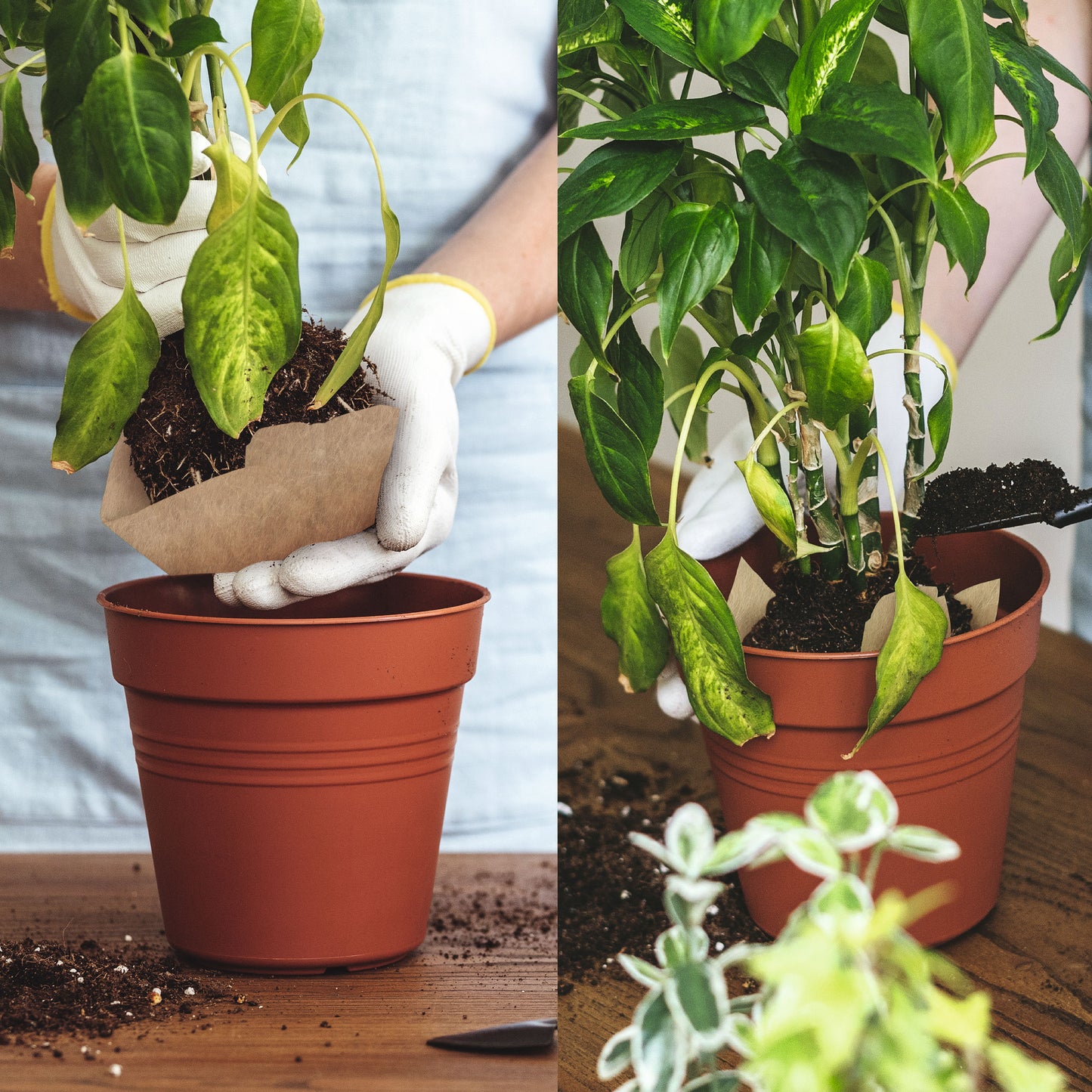 Blattgold Düngertuch 12er-Set 5g Sachet