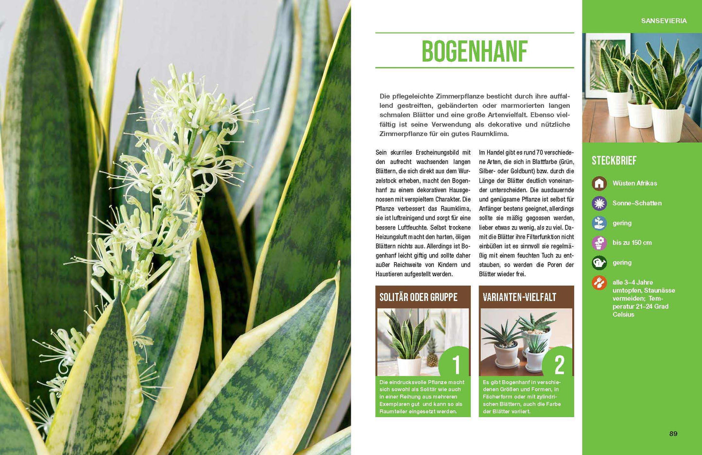 Zimmerpflanzen für ein gutes Raumklima - Gärtner Pötschke Edition