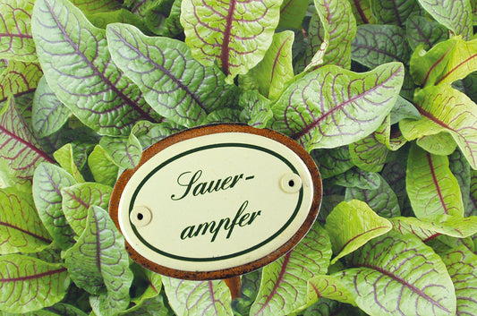 Gewürzstecker Sauerampfer