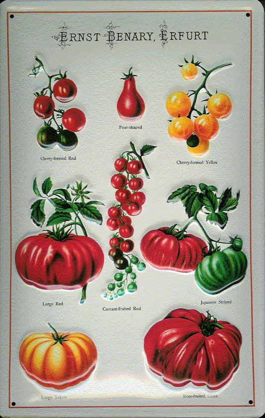 Schild 'Ernst Benary, Erfurt Tomaten'