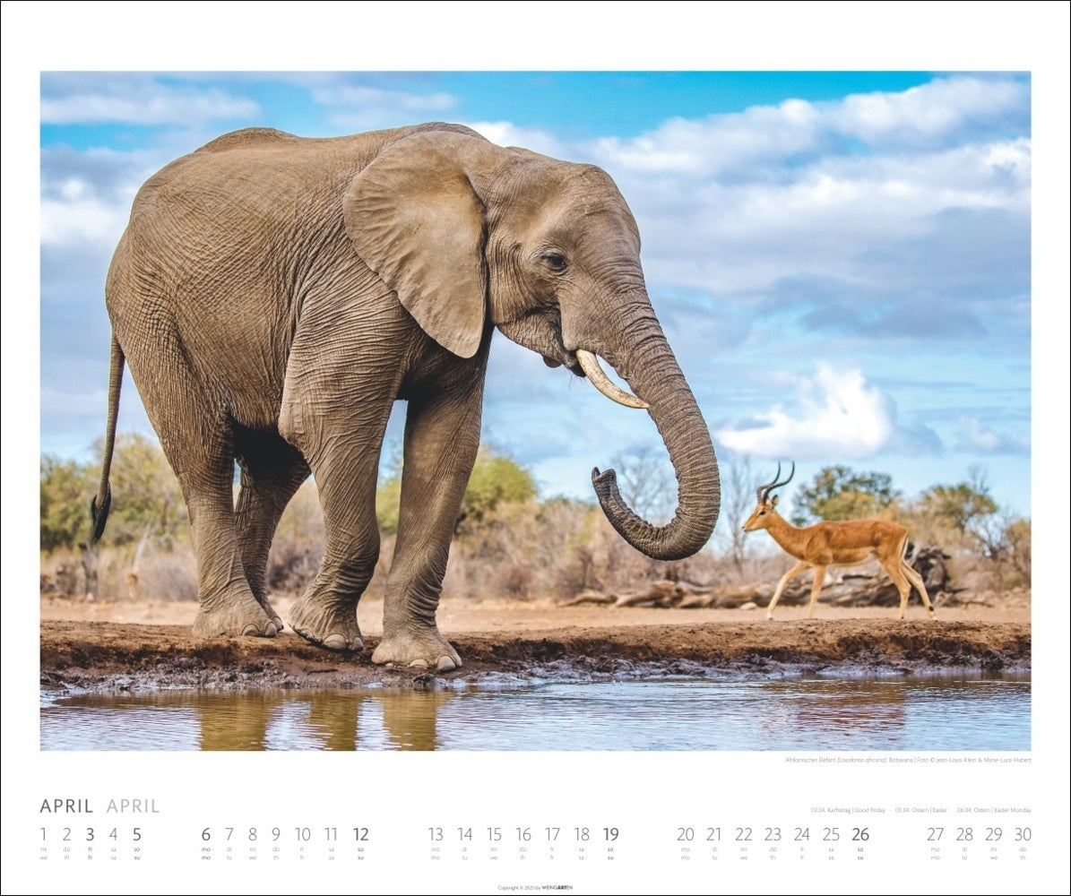 Posterkalender 2026 "African Wildlife" (46 x 55 cm)