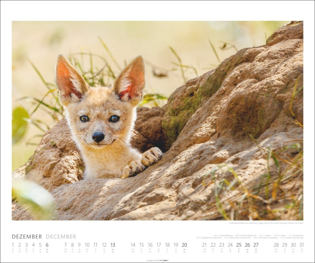 Posterkalender 2026 "African Wildlife" (46 x 55 cm)