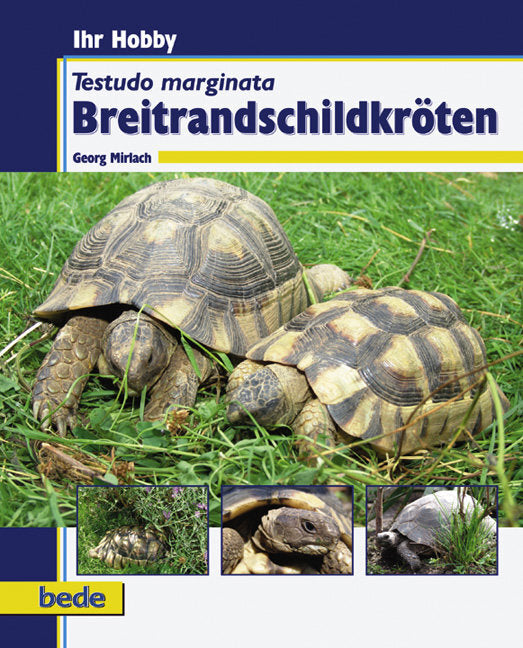 Breitrandschildkröten (Georg Mirlach)