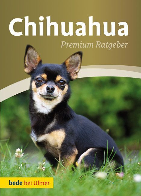 Chihuahua (Andrea Gerkens-August)