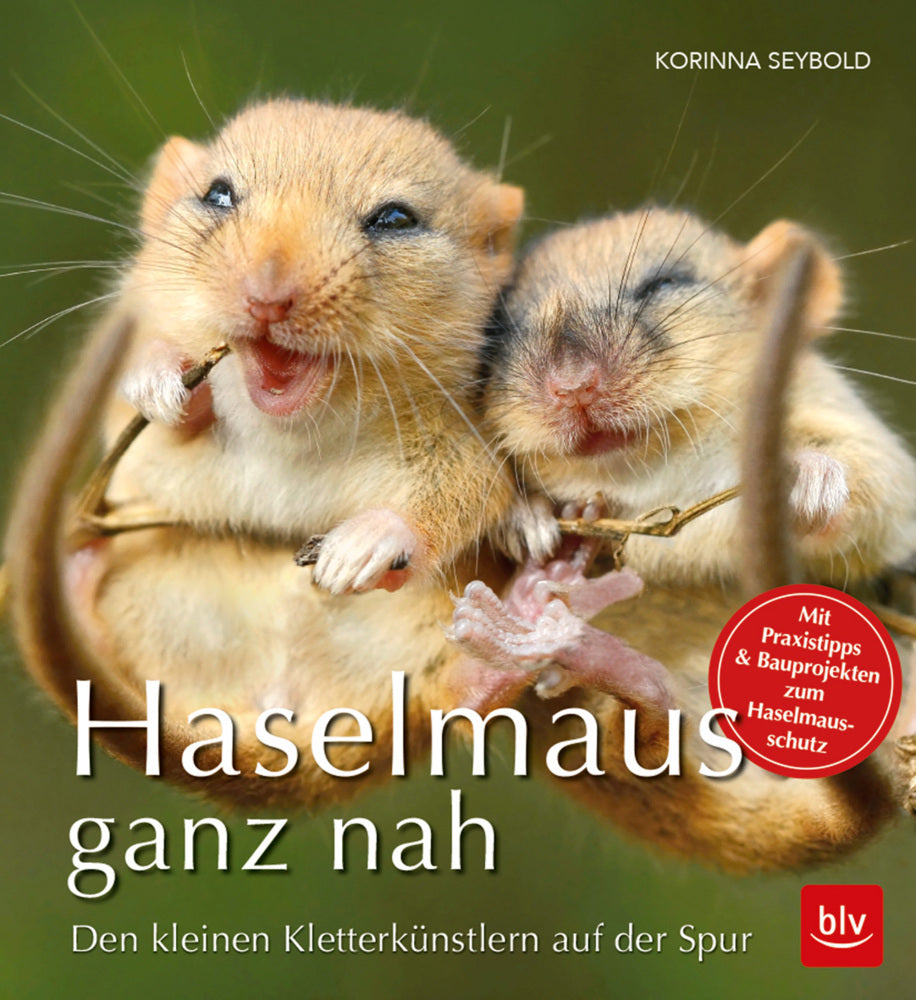 Haselmaus ganz nah (Korinna Seybold)