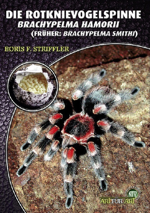 Die Rotknievogelspinne (Boris F. Striffler)