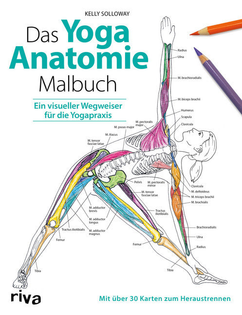Das Yoga-Anatomie-Malbuch (Kelly Solloway)