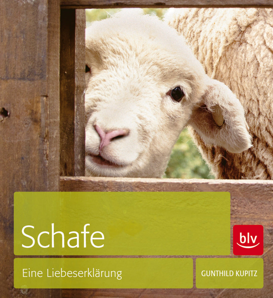 Schafe (Gunthild Kupitz)