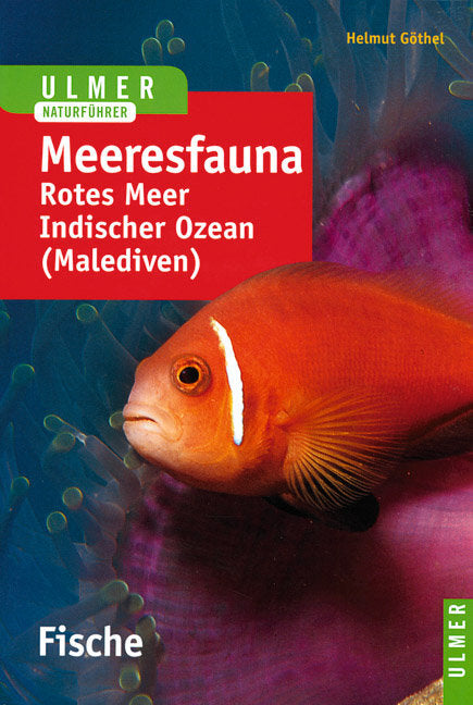 Meeresfauna Rotes Meer, Indischer Ozean (Malediven) (Helmut Göthel)