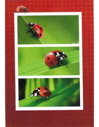 Glückwunschkarte "Marienkäferkarte" A7