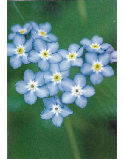 Glückwunschkarte "Blumen" A7