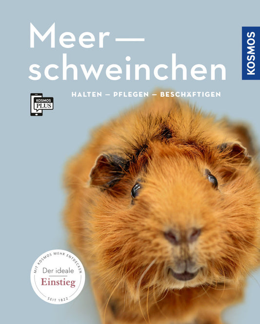 Meerschweinchen (Angela Beck)