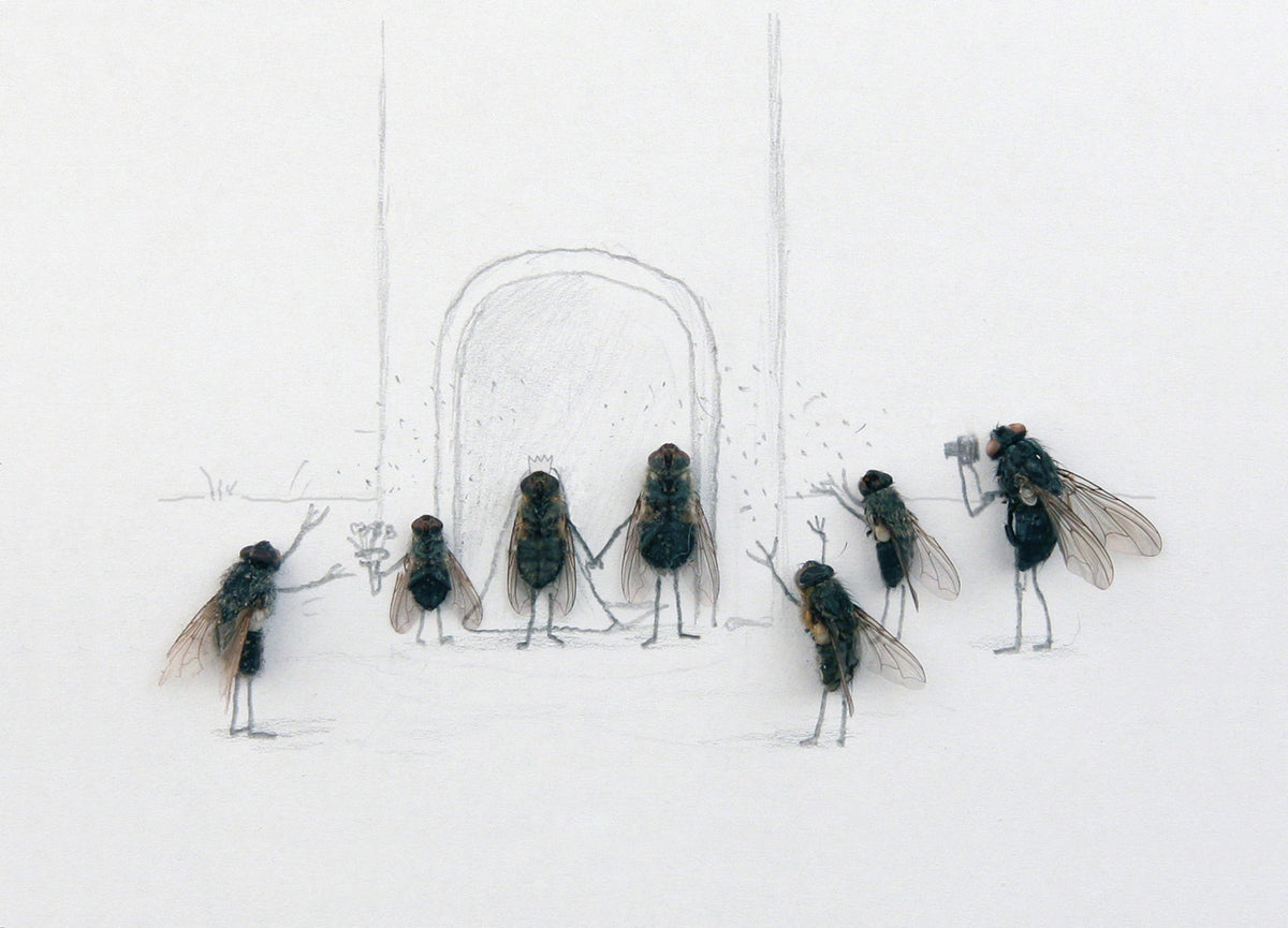 Das geheime Leben der Fliegen (Magnus Muhr)