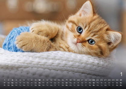 Miau Kids: kleine Tiger ganz gross - Katzenkalender 2027 (DIN A2, 42 x 59.4 cm)