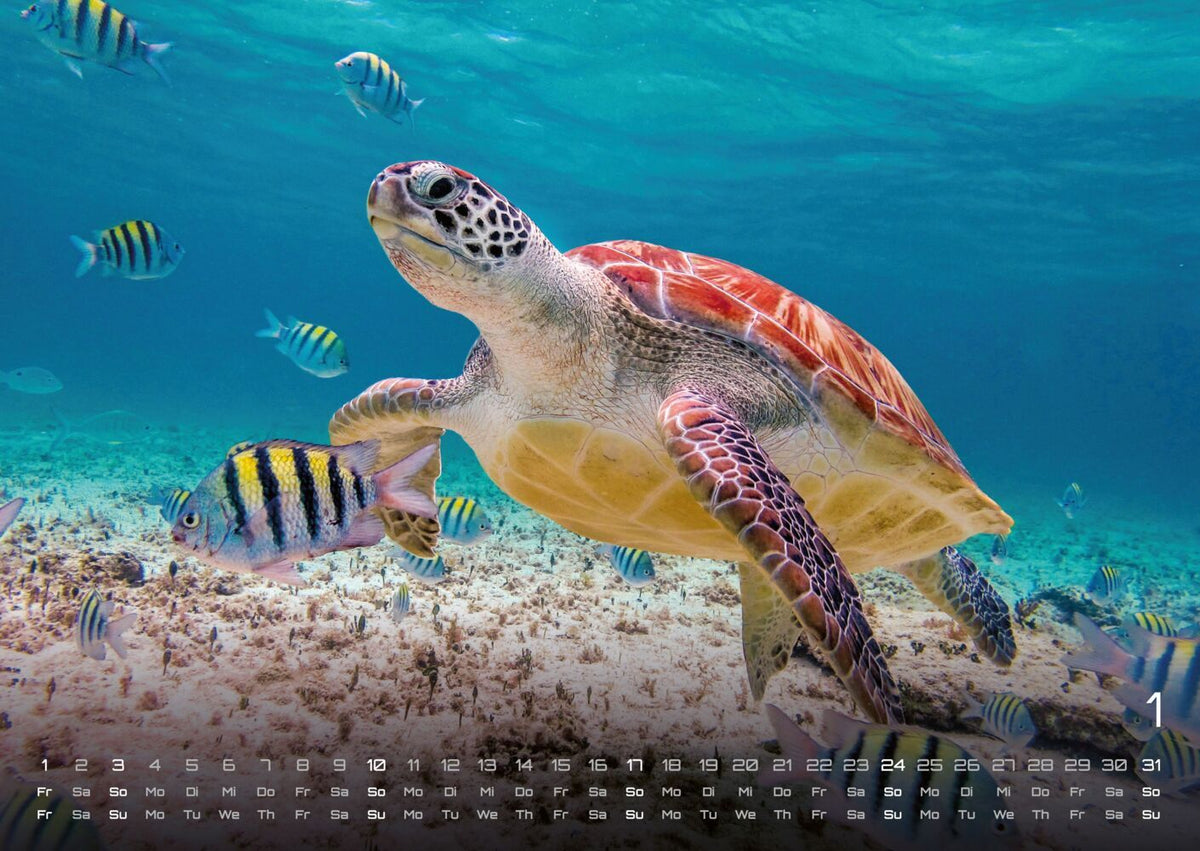 Sealife Kalender 2027 - verborgene Tiefen (DIN A2, 42 x 59.4 cm)