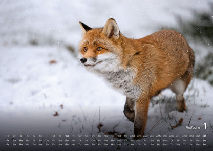Waldtiere Kalender 2027 - Heimische Waldbewohner (DIN A2, 42 x 59.4 cm)