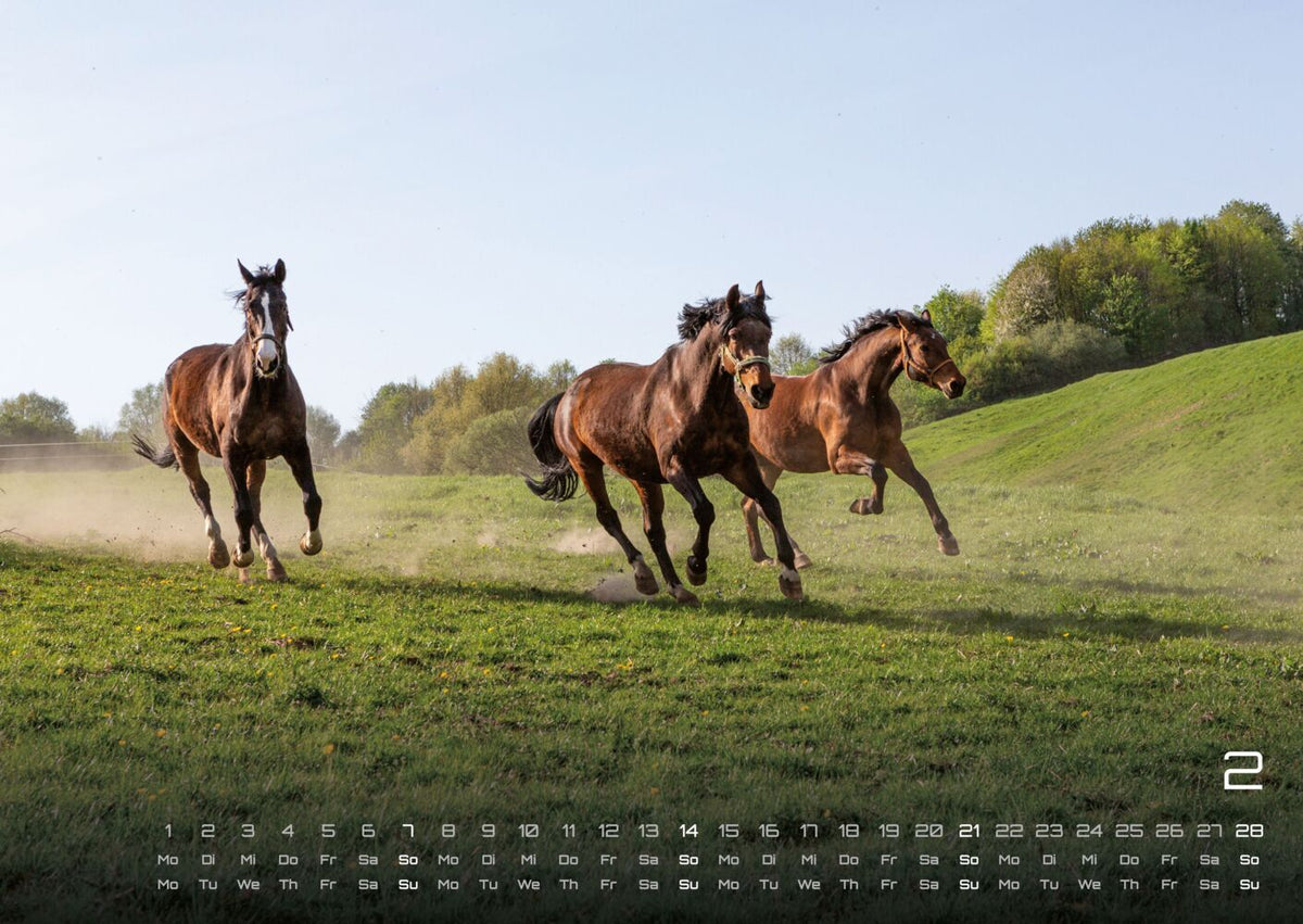 Pferdegeflüster - Der Pferdekalender 2027 (DIN A2, 42 x 59.4 cm)