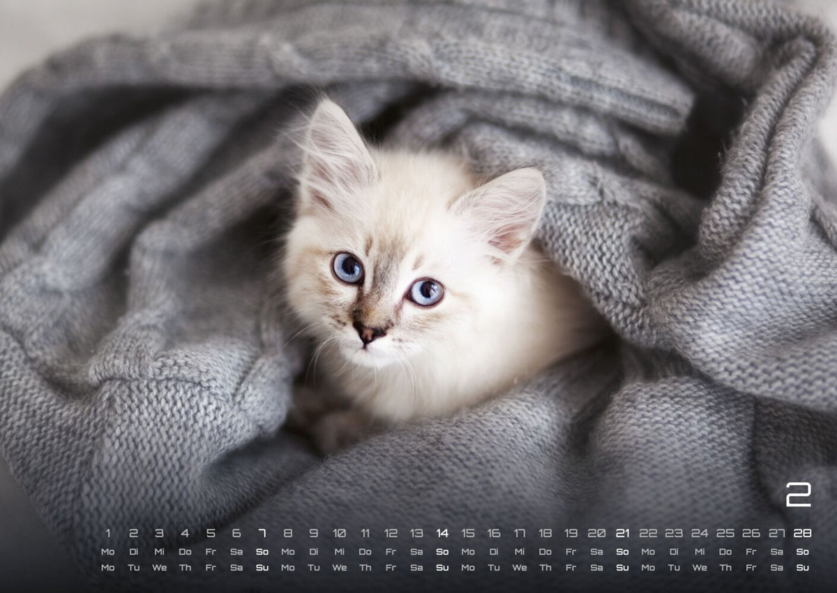 Miau Kids: kleine Tiger ganz gross - Katzenkalender 2027 (DIN A2, 42 x 59.4 cm)