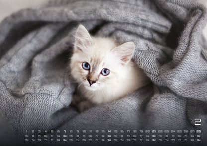 Miau Kids: kleine Tiger ganz gross - Katzenkalender 2027 (DIN A2, 42 x 59.4 cm)