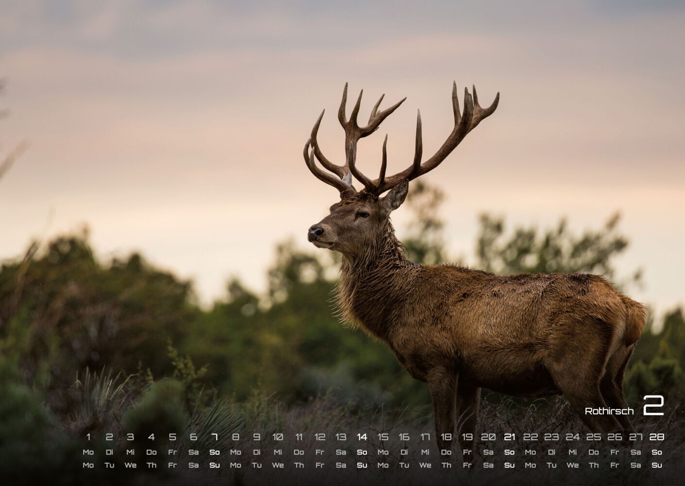 Waldtiere Kalender 2027 - Heimische Waldbewohner (DIN A2, 42 x 59.4 cm)