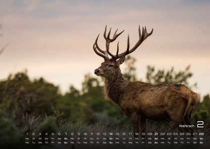 Waldtiere Kalender 2027 - Heimische Waldbewohner (DIN A2, 42 x 59.4 cm)