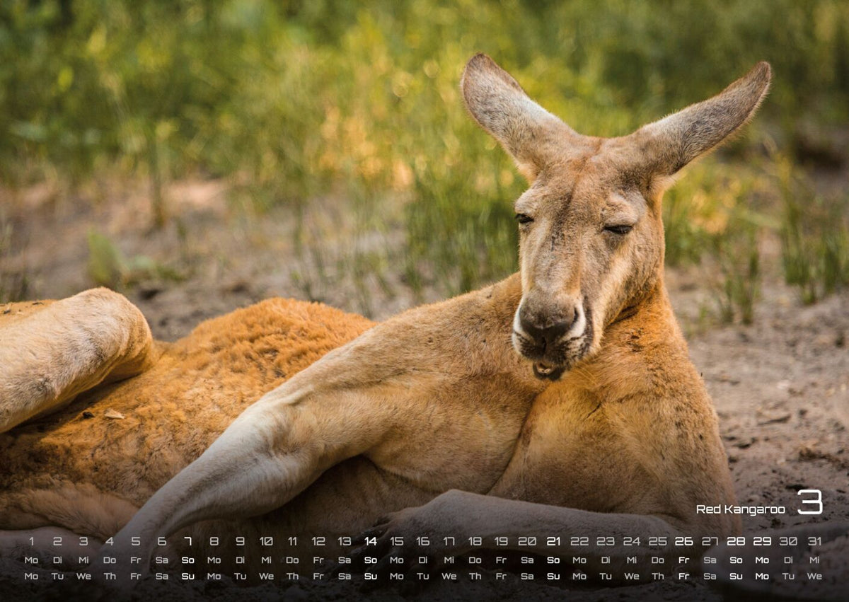 Australien Kalender 2027- das Land der Kängurus (DIN A2, 42 x 59.4 cm)