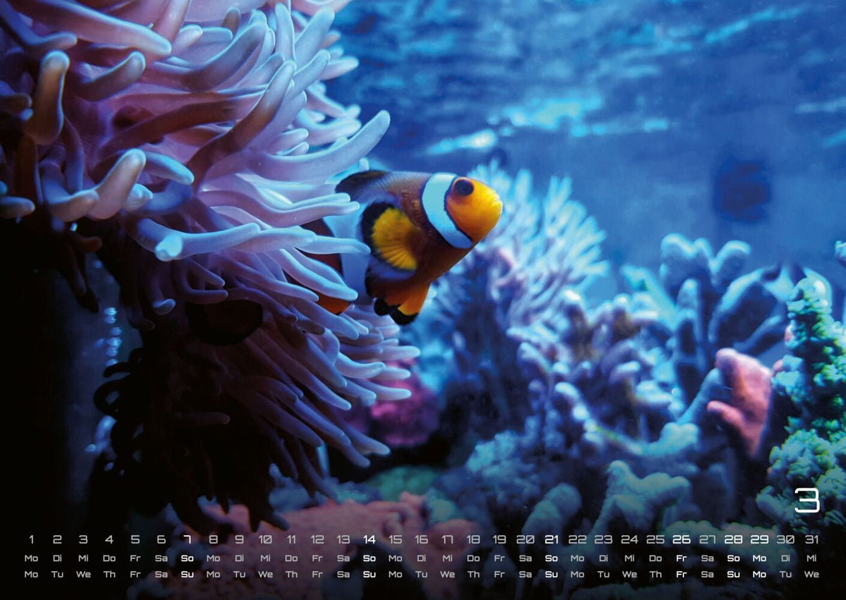 Sealife Kalender 2027 - verborgene Tiefen (DIN A2, 42 x 59.4 cm)