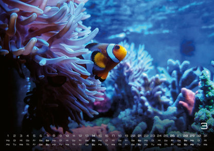 Sealife Kalender 2027 - verborgene Tiefen (DIN A2, 42 x 59.4 cm)