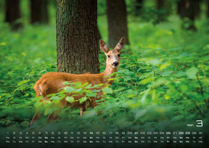 Waldtiere Kalender 2027 - Heimische Waldbewohner (DIN A2, 42 x 59.4 cm)
