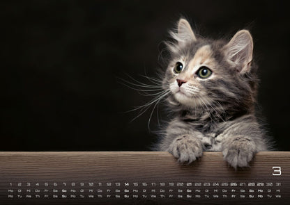 Miau Kids: kleine Tiger ganz gross - Katzenkalender 2027 (DIN A2, 42 x 59.4 cm)
