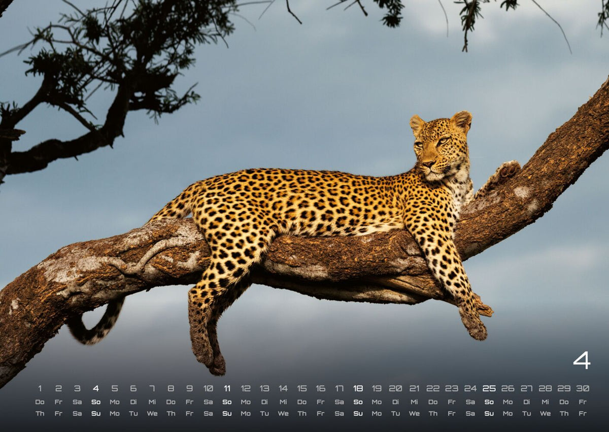 Afrikas Tierwelt Kalender 2027 (DIN A2, 42 x 59.4 cm)