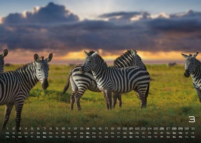 Afrikas Tierwelt Kalender 2027 (DIN A2, 42 x 59.4 cm)